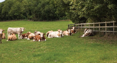 herd-of-cattle-sitting-in-a-field