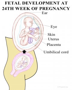 Picture of 24 Weeks Pregnancy Fetal Development