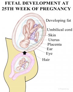 Picture of 25 Weeks Pregnancy Fetal Development