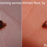 bedbug caught by Tiffiney