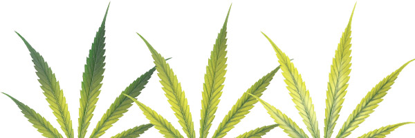 Manchas Amarillas en las hojas del cannabis
