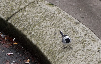 A cute little bird