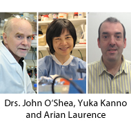 Photos of Drs. Laurence, Kanno and O'Shea. 