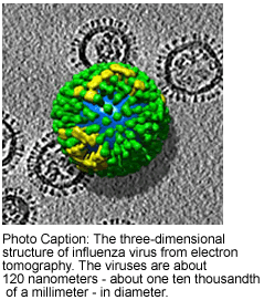 Picture of influenza virus from electron tomography. The viruses are about 120 nanometers - about one ten thousandth of a millimeter - in diameter.