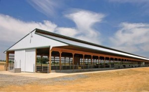 When building a new dairy barn, farmers should avoid cutting costs on items that relate to cow comfort, since those decisions can lead to decreased production and poor animal health, ultimately costing more money later on. Landyshade Dairy Farm in Lancaster, Pa., built this three-row heifer barn with 240 freestalls divided into five pens with an 80-foot bedded pack area.