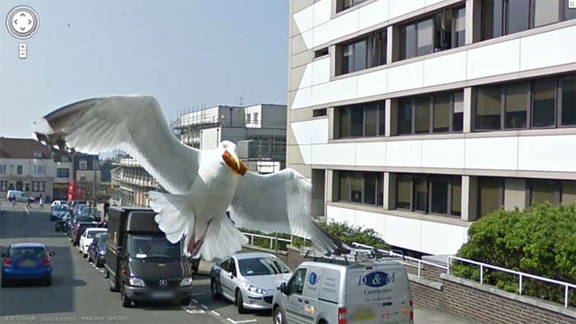google-maps-seagul-in-the-way