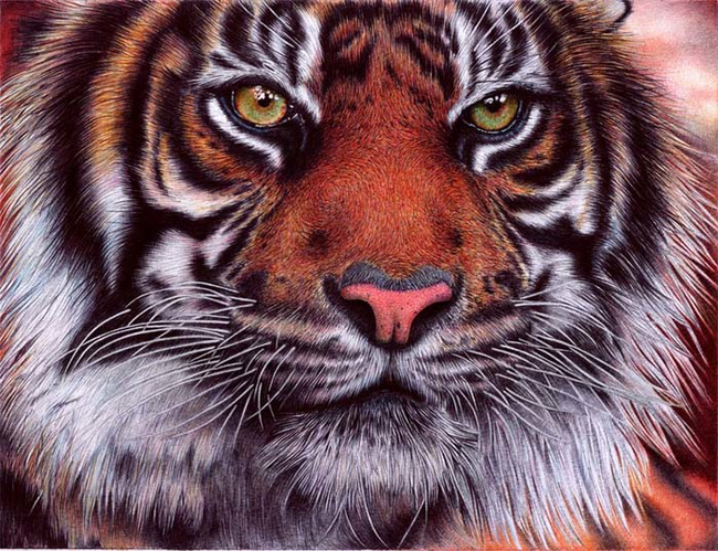 tiger-pen-artwork