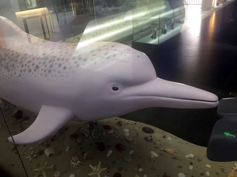 White Dolphin at the Shenzhen Shekou Maritime Museum