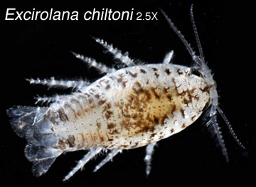 photograph of isopod Excirolana chiltoni courtesy Peter Bryant, University of California, Irvine