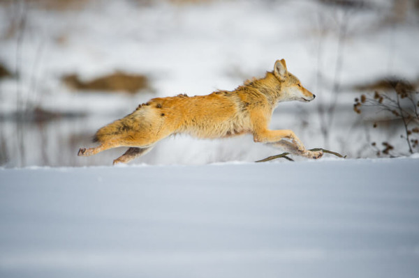 coyote running away