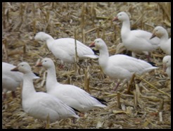 Snow Geese in Corn Stubble in Warren County