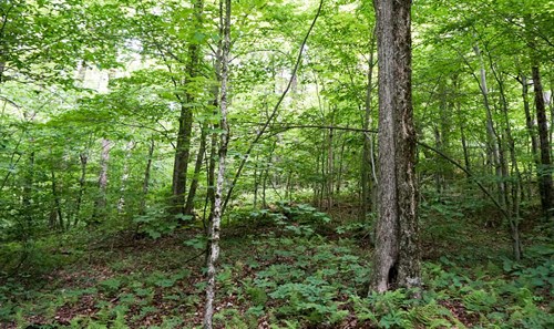 woodlot-picture-from-a-different-angle