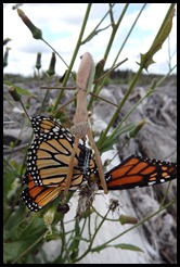 mantis eats monarch(Parke)