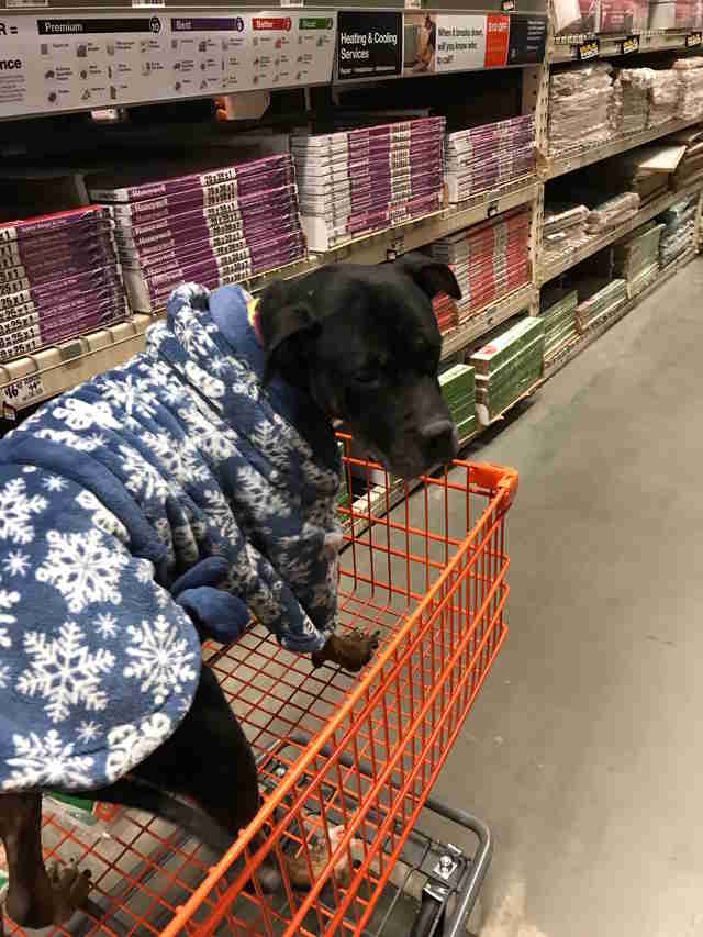 Foster dog on errands