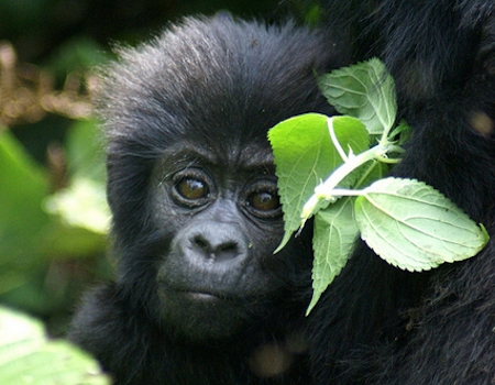 Uganda safari with gorillas