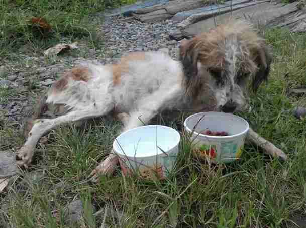 Emaciated dog found by rescuers in Costa Rica