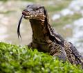 A monitor lizard is pictured at Lumpini park in Bangkok