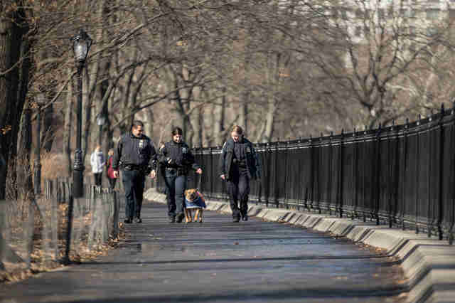 NYPD officers walking adoptable pit bull Orson