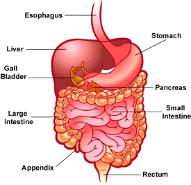 digestive+system - H