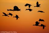 Whistling-ducks at sunset, Yellow Water, Kakadu  (photo copyright Marie Holding)