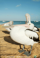 Shark Bay, Pelican, Western Australia