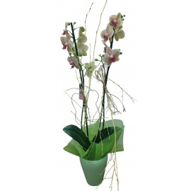 Orquídea Phalaenopsis de 2 varas con maceta de cerámica