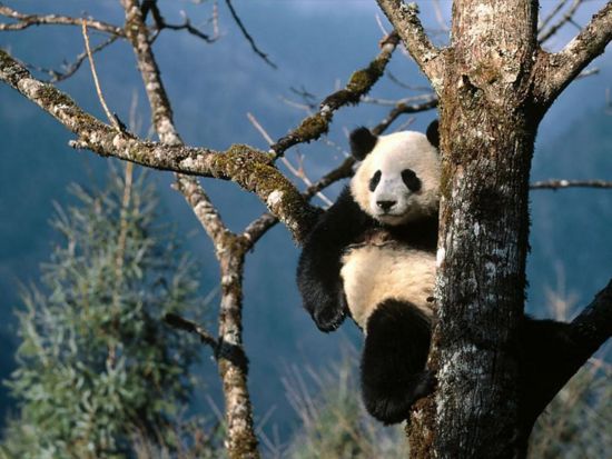 Oso panda en peligro de extinción