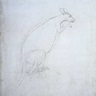 Kangaroo by Sydney Parkinson (c) Trustees of the Natural History Museum, London