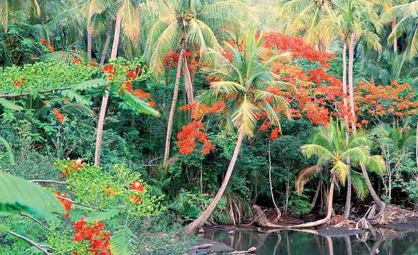 Végétation tropicale Guadeloupe