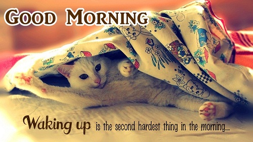 Cute Good Morning Image for Facebook