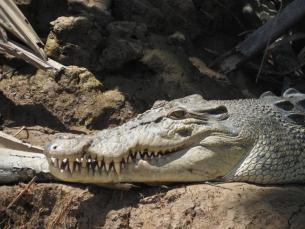 D 150 Salt water Crocodile