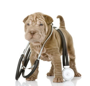 sharpei puppy dog with a stethoscope