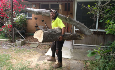 tree removal services werribee