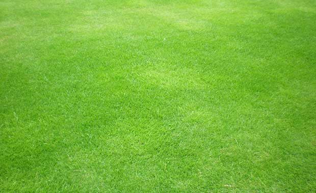 green-grass-textures-free
