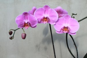 vandperler og orkideer