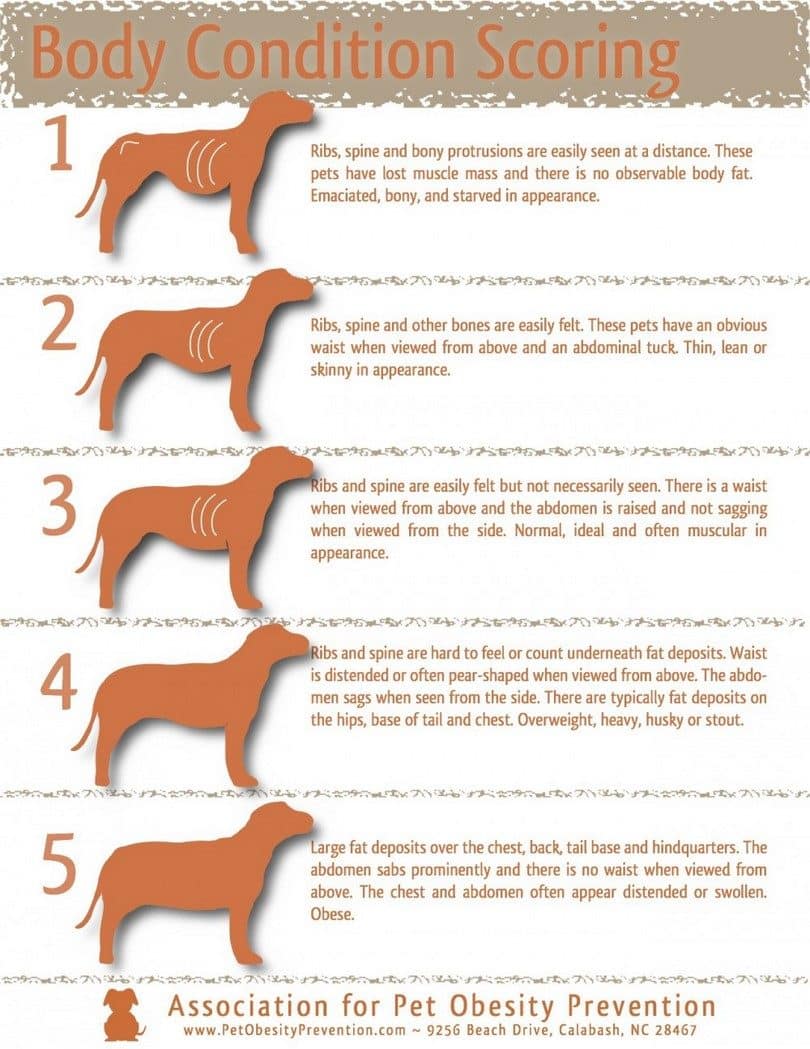Dog body condition infographic