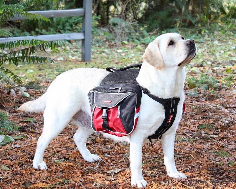 Dog with backpack