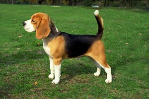 Medium Beagle dog standing over the green grass