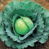 cabbage-health-benefits