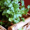 Parsley, Herbs, Aromatic Herbs