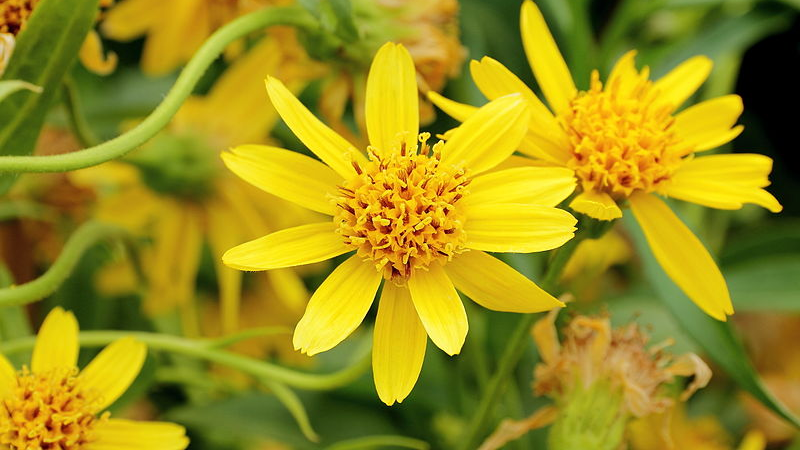 Treating Neck and Back Pain with Arnica Essential Oil