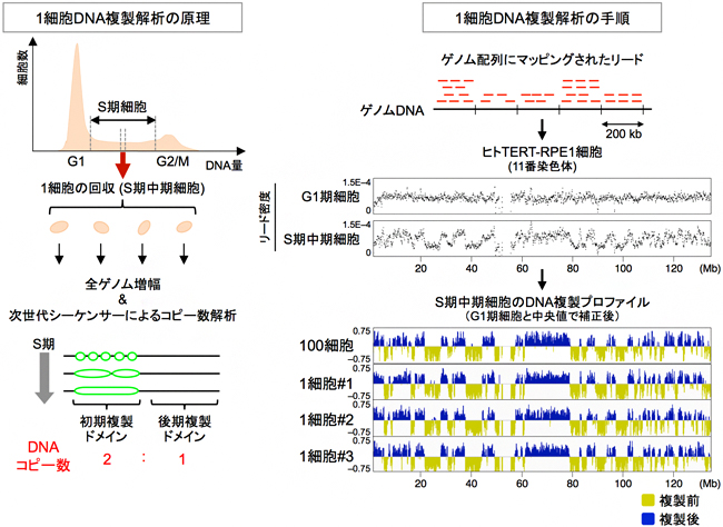 本研究で開発した1細胞ゲノムDNA複製解析法「scRepli-seq法」の原理と解析の手順の図
