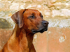 Le Rhodesian Ridgeback ou chien de Rhodésie à crête dorsale