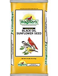 Wagner's Oil Sunflower