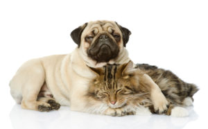dog and cat lie together