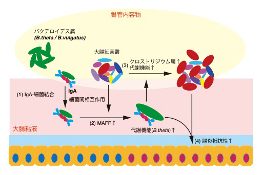 大腸におけるIgA-MAFFを介した腸内細菌叢維持のメカニズムの図