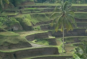 riziere_Bali