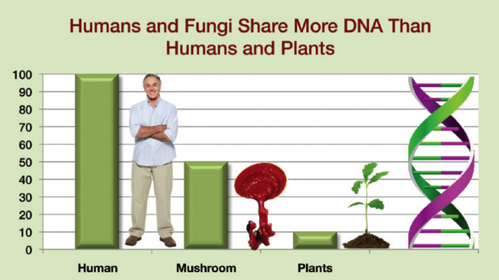 humans-plants