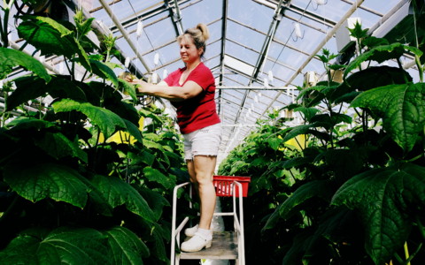 As part of her everyday work duties, Tatjana Maftulyak drops climbing cucumber plants down along their support strings so they have more room to continue growing and producing cucumbers. 5 April 2019.
