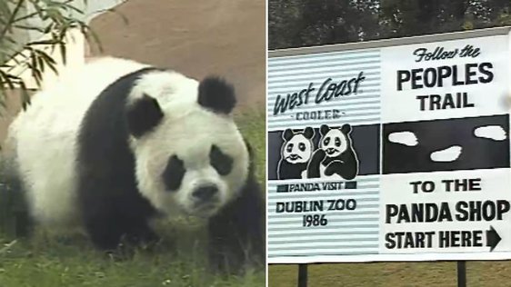 Chinese Pandas Meet Dubliners